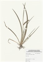 藏品(菖浦)的圖片